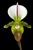 Paph spicerianum 02