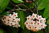 Hoya carnosa 10