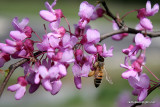 Bee On A Redbud