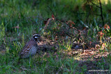 Northern Bobwhite, male
