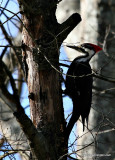 Pileated Woodpecker, Female