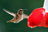 Rufous Hummingbird