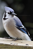 Blue Jay