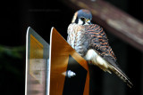 American Kestrel