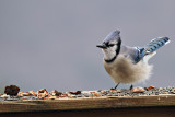 Blue Jay