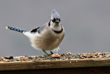 Blue Jay