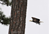 American Bald Eagle