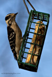 Downy Woodpecker