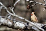Cardinal, Female