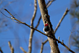 Red-headed Woodpecker