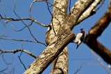 Red-headed Woodpecker