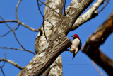 Red-headed Woodpecker