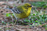 Pine Warbler