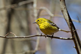 Pine Warbler