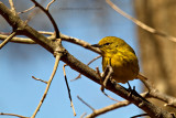 Pine Warbler