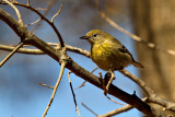 Pine Warbler