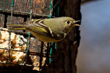 Ruby-crowned Kinglet