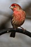 House Finch, Male