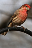 House Finch, Male
