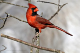 Northern Cardinal, Male