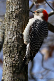 Red-bellied Woodpecker, Female