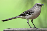 Northern Mockingbird