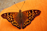 Tawny Emperor