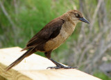 Female Boat-tailed Grackle