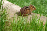 Chipmunk