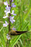 Sideways Skipper