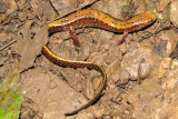 Three-Lined Salamander