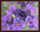 Blue Phacelia