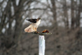 Wild red tailed hawk