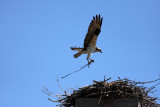 Male bringing in nesting material