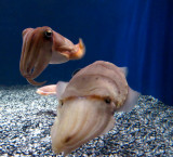 Cuttlefish