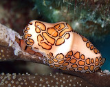 Flamingo Tongue Snail