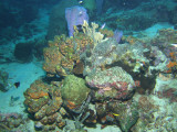 Find The Frogfish 1