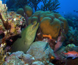 Green Moray Landscape