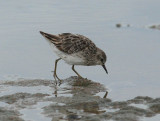 Long-toed Stint