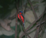 Scarlet-rumped Trogon