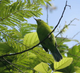 Blue-winged Leafbird, female