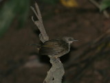 Olive-winged Bulbul