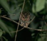 Sunda Scops Owl