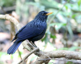 Blue Whistling Thrush