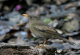 Grey-winged Blackbird