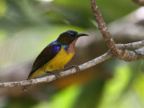 Brown-throated Sunbird, male