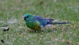 Red-rumped Parrot