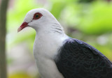 White-headed Pigeon