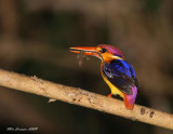 Black-backed Kingfisher