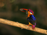 Black-backed Kingfisher